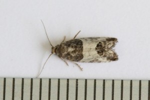 Copie de IMG_8783.jpg