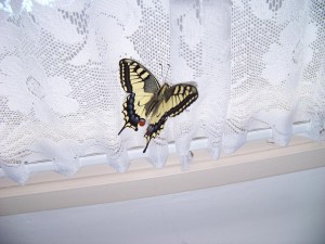 Machaon1.jpg