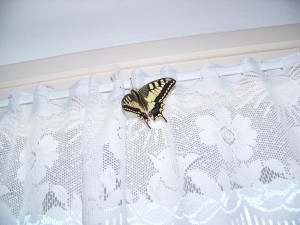 Machaon2.jpg