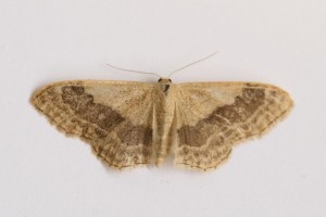 Copie de IMG_8830.jpg