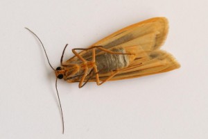 Copie de IMG_8816.jpg