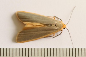 Copie de IMG_8806.jpg