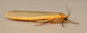 Copie de IMG_8819.jpg