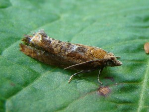 Zeiraphera ratzeburgiana (Phal).JPG