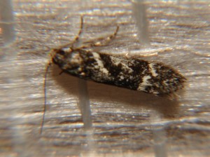 DSC04613.JPG
