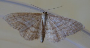 DSC04634.JPG