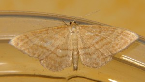 DSC04632.JPG