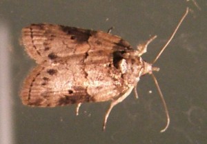 4397 Nolidae Chloephorinae Nycteola ... frigidana ou columbana  ou siculana ou revayana  ou cinereana ou autre... Nyctéole 2008.06.24 % (4).JPG