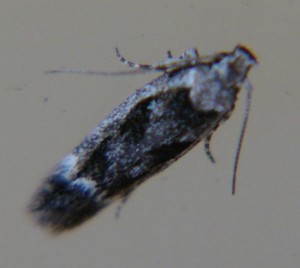 DSC04670.JPG
