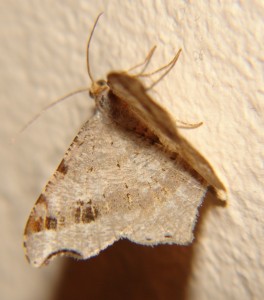 DSC04675.JPG