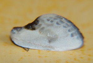 DSC04684.JPG