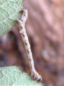 Copie de DSC06111.JPG