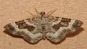 DSC04699.JPG