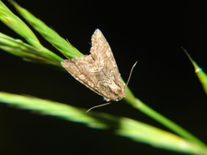 Noctuidae inconnu.JPG