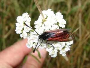 Zygène du serpolet ou Zygène des boucages Zygaena purpuralis ou Z minos (2).JPG