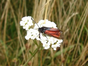 Zygène du serpolet ou Zygène des boucages Zygaena purpuralis ou Z minos (1).JPG