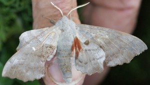 3240 Sphingidae Smerinthinae Laothoe = Amorpha populi Sphinx du Peuplier (11p).JPG