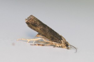 Copie de IMG_7287.jpg