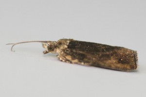 Copie de IMG_7281.jpg