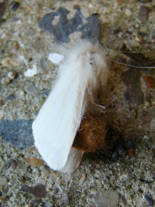 Euproctis chrysorrhoea (Carvin).JPG