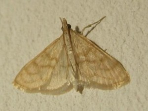 erreur voir Paratalanta hyalinalis 3167 Crambidae, Mecyna flavalis (2)bis.jpg