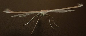 Pterophoridae - Pterophorus pentadactyla 1 - 01-08-2010.JPG