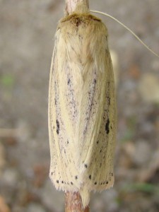 Archanara sparganii (Carvin).JPG