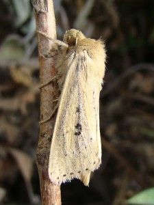 DSC03335.JPG