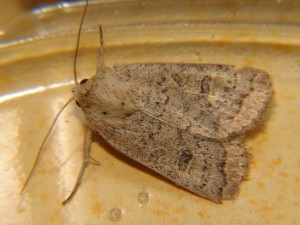 DSC04818.JPG