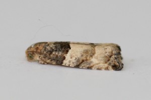 Copie de IMG_7209.jpg