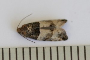 Copie de IMG_7202.jpg