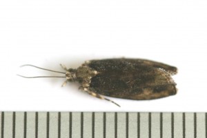 Copie de IMG_7277.jpg