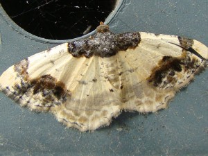 Ligdia adustata (Carvin).JPG