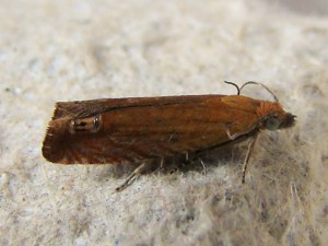 Lathronympha strigana (Carvin).JPG