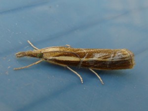 Agriphila tristella (Carvin).JPG