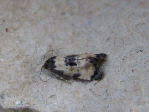 Cochylis dubitana (Carvin).JPG