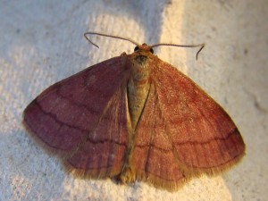 Scopula rubiginata (Carvin).JPG