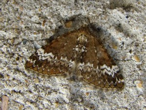 Perizoma alchemillata (Carvin).JPG