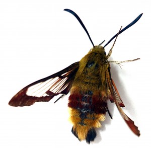 Sphingidae - Hemaris fuciformis 2 - Preuilly 16-07-2010.JPG