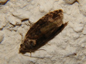 DSC04860.JPG