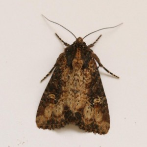 Copie de IMG_9014.jpg