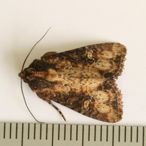 Copie de IMG_9008.jpg