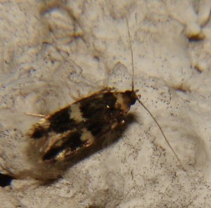 DSC04875.JPG