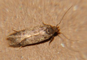 DSC04885.JPG