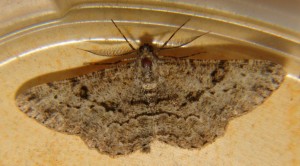 DSC04911.JPG