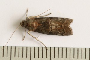 Copie de IMG_9046.jpg