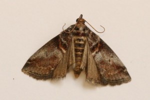 Copie de IMG_9022.jpg