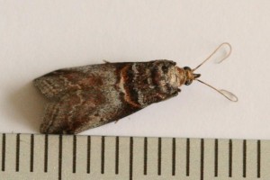 Copie de IMG_9017.jpg