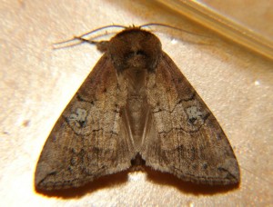 Tethea ocularis (4).JPG