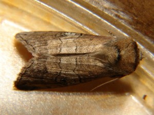 Tethea ocularis (2).JPG